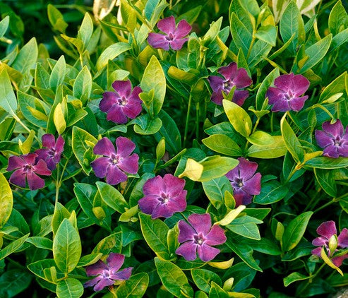 Vinca minor 'Atropurpurea' 2 litre pots