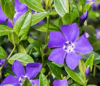 Vinca minor 'Perewinkle' 2 litre pots