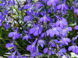 Lobelia trailing - Pendula Saphire 6 pack