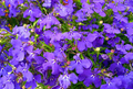 Lobelia Bush - Riviera Marine Mid Blue 6 pack