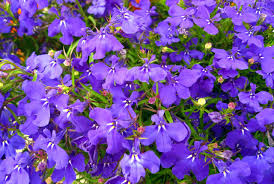 Lobelia Bush - Riviera Marine Mid Blue 6 pack