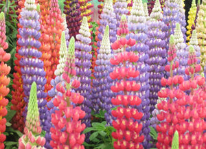 West Country Lupins - Gladiator - Large 5 litre biodegradable pots