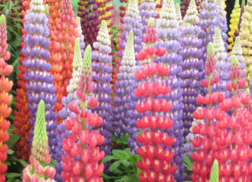 West Country Lupins - Collection of 5 varieties in large 5 Litre biodegradable pots