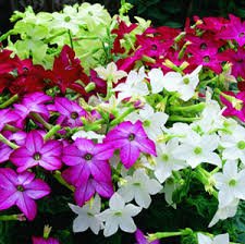 Nicotiana (tobacco plant) Saratoga Mix - 9 pack