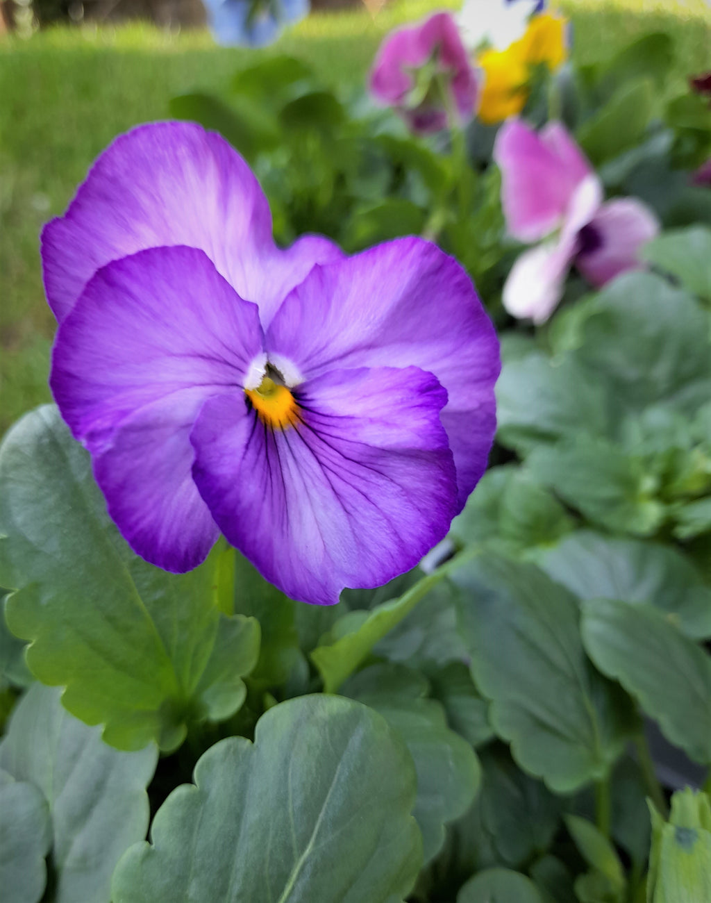 Pansy 6 pack mixed colour