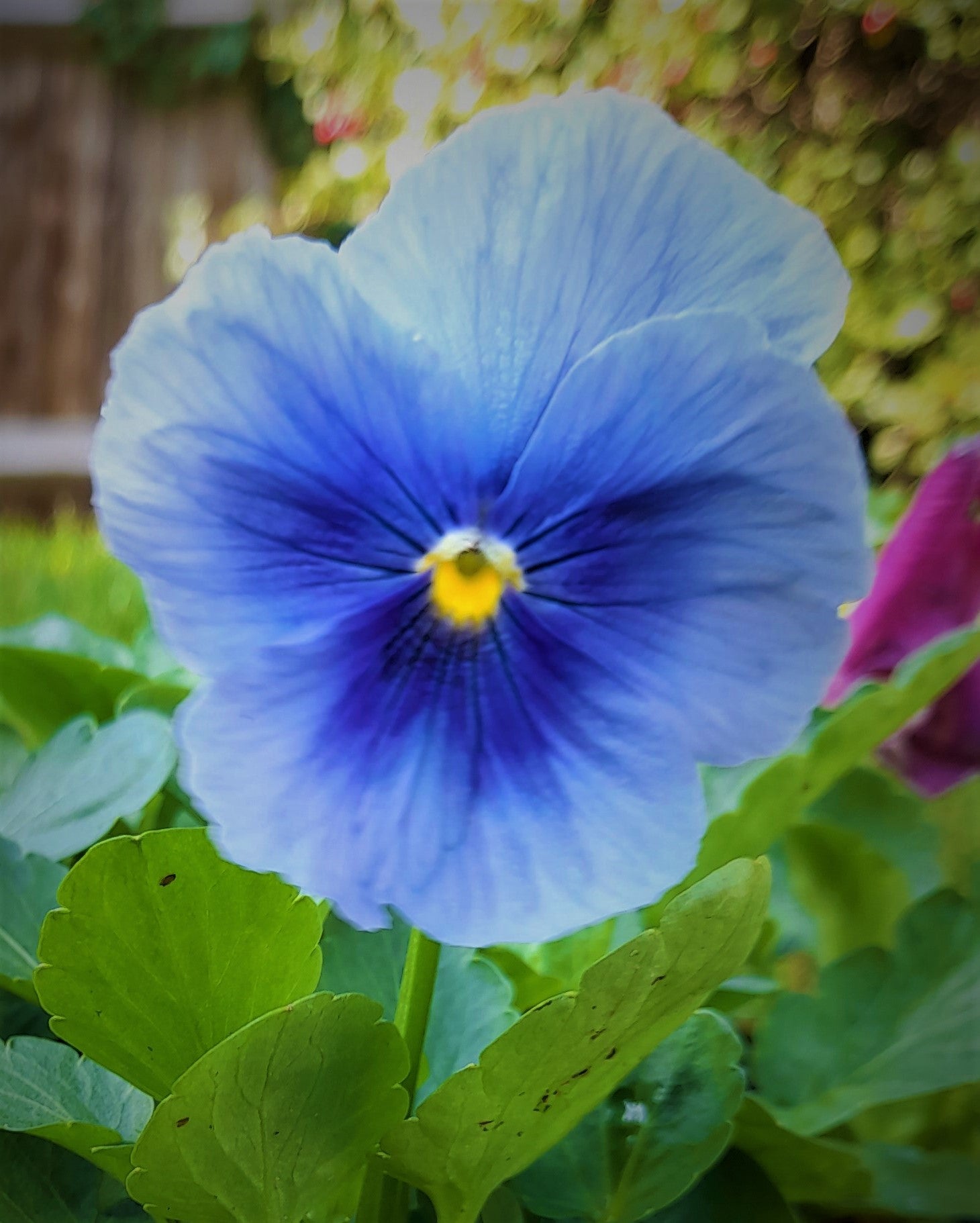 Pansy 6 pack mixed colour