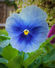 Load image into Gallery viewer, Pansy 6 pack mixed colour