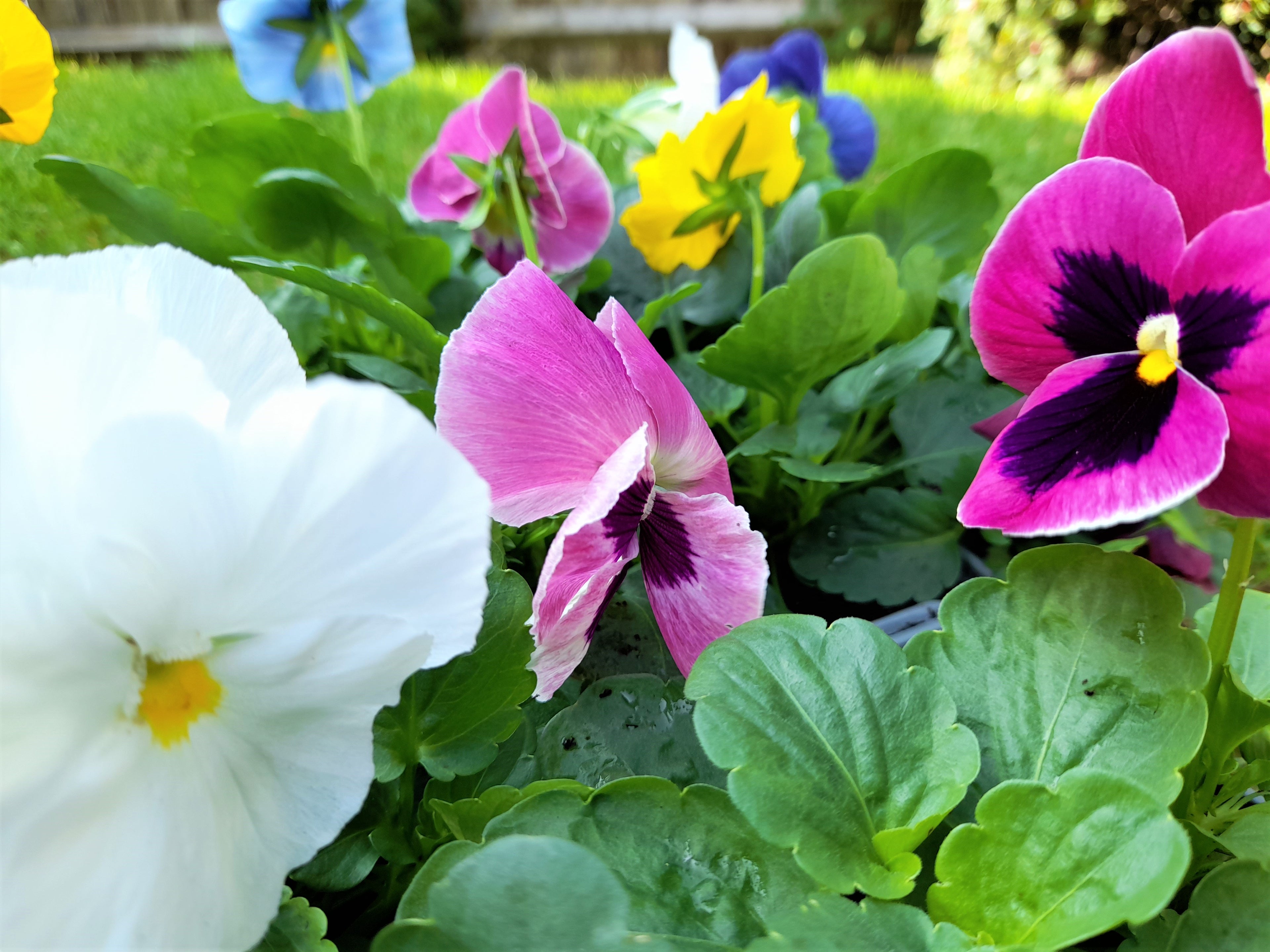 Pansy 6 pack mixed colour