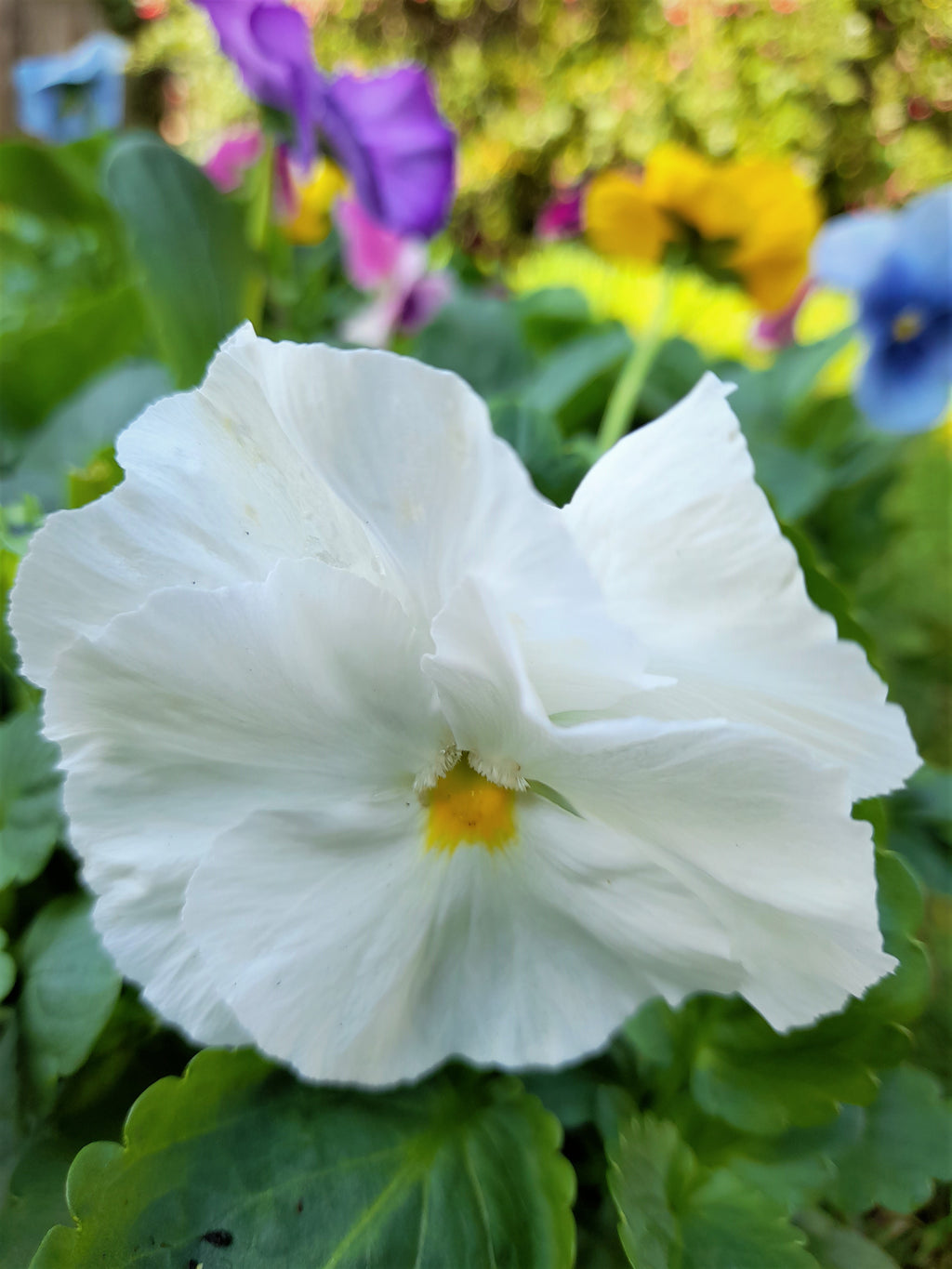 Pansy 6 pack mixed colour
