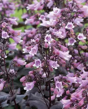 Load image into Gallery viewer, Penstemon dakota burgundy 1.5 Litre pots