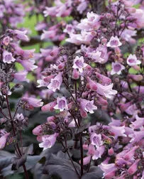 Penstemon dakota burgundy 1.5 Litre pots