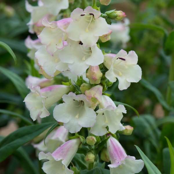 Penstemon arabesque appleblossom 1.5 Litre pots