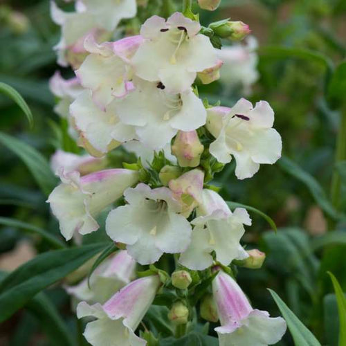 Penstemon arabesque appleblossom 1.5 Litre pots