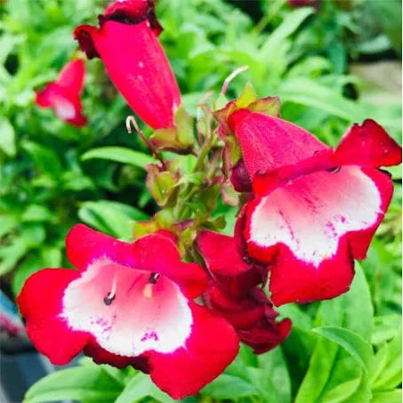 Penstemon polaris magenta 1.5 Litre pots