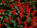 Salvia - Red 6 pack