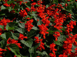 Salvia - Red 6 pack