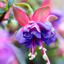 Trailing Fuchsia x 9 Collection 9cm mixed varieties