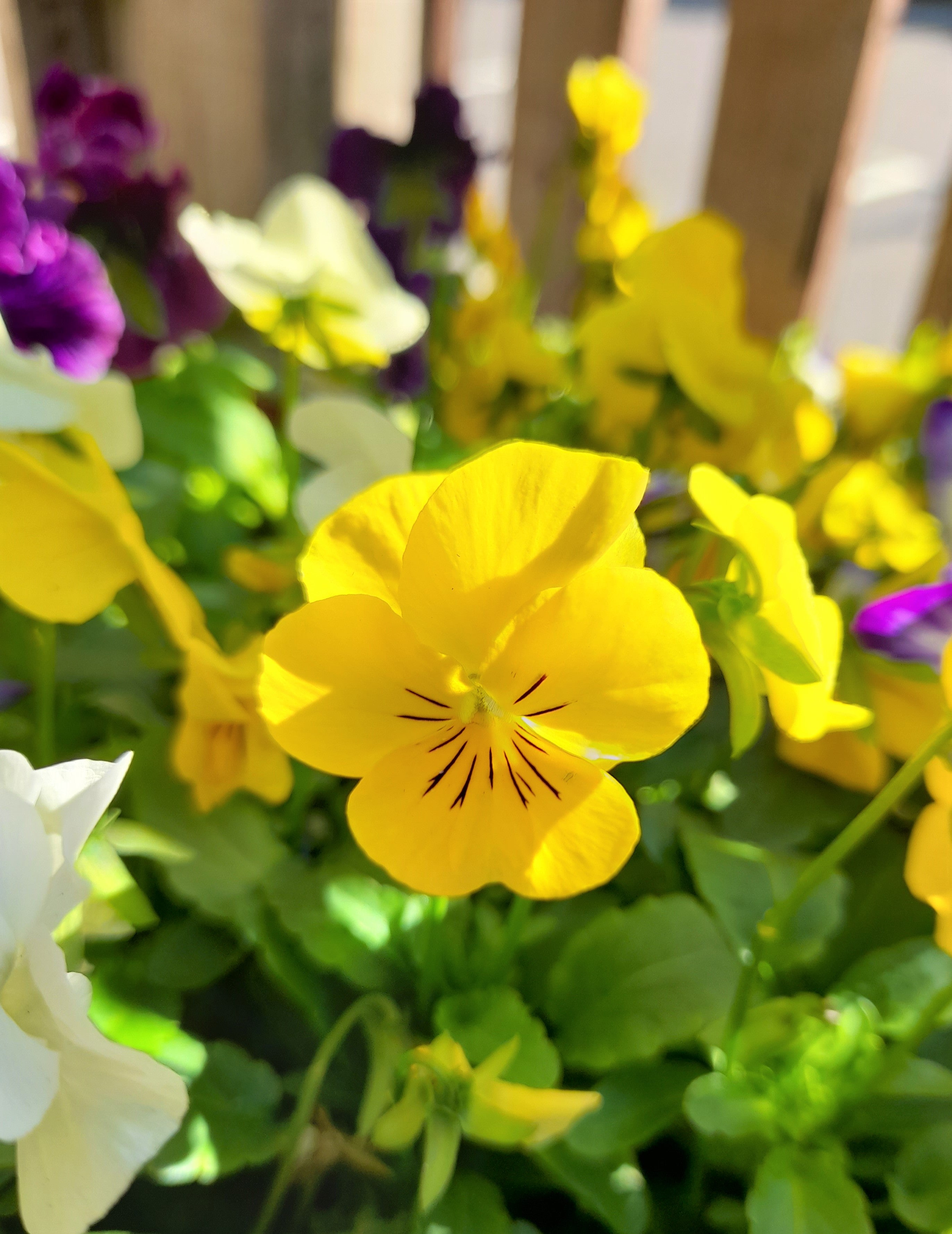 Viola 6 pack