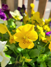 Load image into Gallery viewer, Viola 6 pack