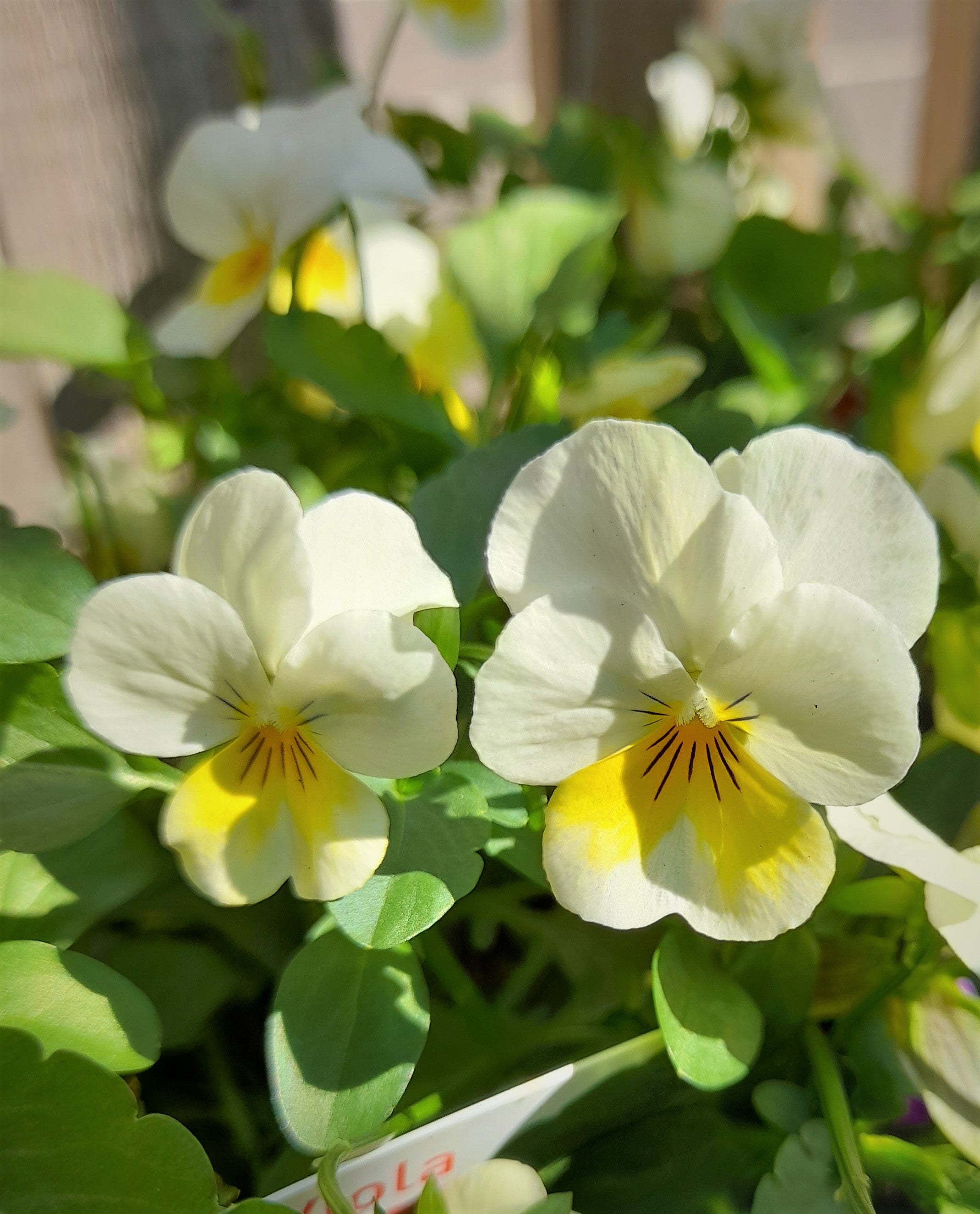 Viola 6 pack