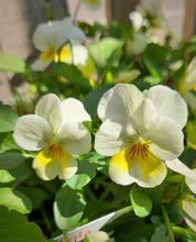 Load image into Gallery viewer, Viola 6 pack