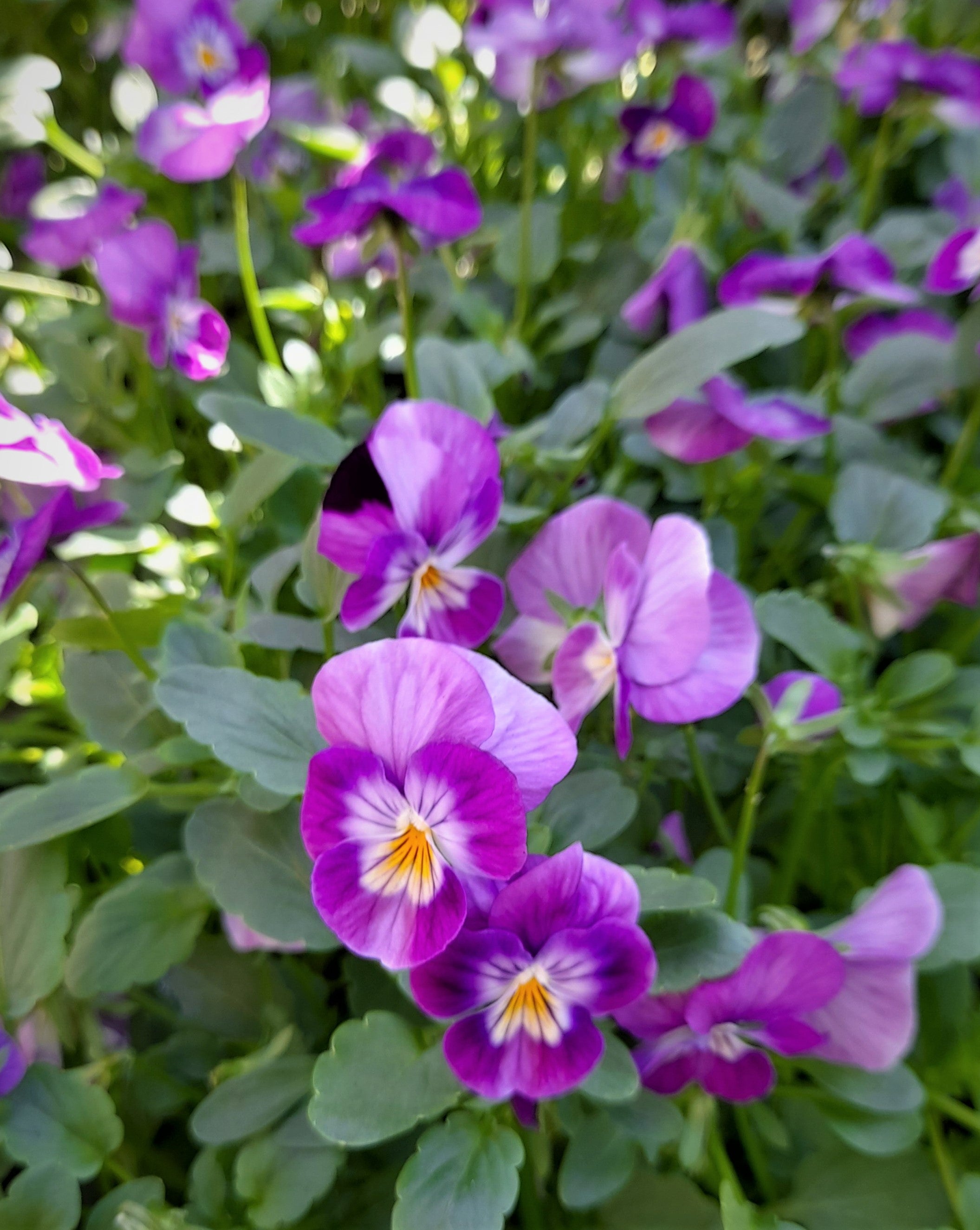 Viola 6 pack